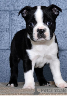 Photo №1. terrier de boston - à vendre en ville de Charleroi | négocié | Annonce №170816