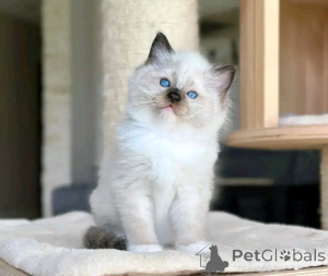 Photo №1. ragdoll - à vendre en ville de Berlin | 300€ | Annonce № 137224