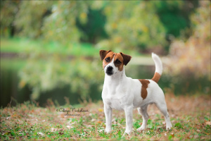 Photos supplémentaires: Chiots Jack Russell Terrier