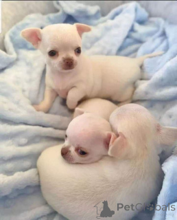 Photo №1. chihuahua - à vendre en ville de Aacheur | négocié | Annonce №167542