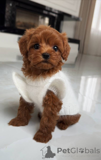 Photo №1. bichon maltais - à vendre en ville de Augsbourg | 1200€ | Annonce №163964