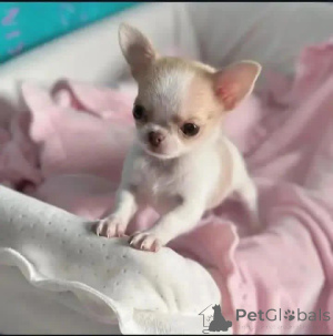 Photo №3. Salut tout le monde ! Ivy ici, j'ai rêvé d'être adopté dans une famille. Allemagne