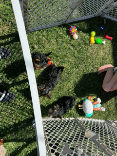 Photo №1. yorkshire terrier - à vendre en ville de Berlin | 800€ | Annonce №138877