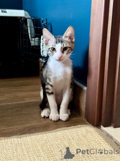 Photo №4. Je vais vendre persan en ville de Helsinki. annonce privée, de l'abri - prix - 550€