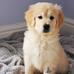 Photo №3. Des chiots Golden Retriever en bonne santé sont maintenant disponibles pour les. Pays Bas