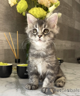 Photo №1. maine coon - à vendre en ville de Bellaire | 533€ | Annonce № 161776