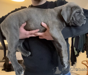 Photo №1. cane corso - à vendre en ville de Parañque | négocié | Annonce №159843