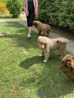 Photo №4. Je vais vendre dogue du tibet en ville de Minsk. annonce privée - prix - 1000€