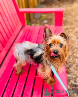 Photo №1. yorkshire terrier - à vendre en ville de Berlin | 550€ | Annonce №164789