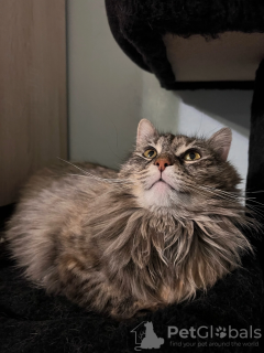 Photo №2 de l'annonce № 39339 de la vente  - acheter à Fédération de Russie annonce privée