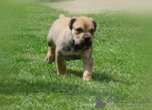 Photo №4. Je vais vendre boerboel en ville de Belgrade. éleveur - prix - négocié