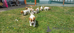 Photos supplémentaires: Mignons chiots Jack Russell Terrier