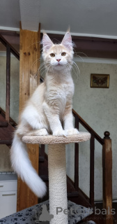 Photo №2 de l'annonce № 137758 de la vente maine coon - acheter à Australie éleveur