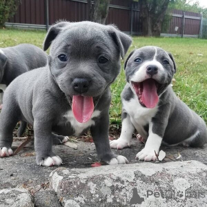 Photo №1. staffordshire bull terrier - à vendre en ville de Anvers | négocié | Annonce №169662