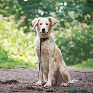 Photo №2 de l'annonce № 151941 de la vente chien bâtard - acheter à Fédération de Russie annonce privée