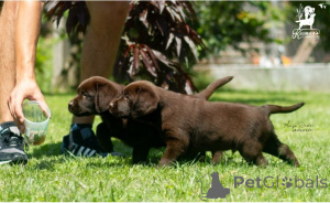 Photo №3. Chiots du Labrador Retriever.. Serbie