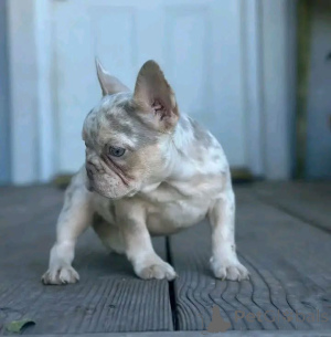 Photo №4. Je vais vendre  en ville de East Texas.  - prix - Gratuit