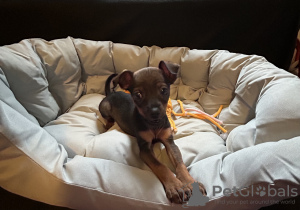 Photo №4. Je vais vendre affenpinscher en ville de Garding. annonce privée - prix - 800€