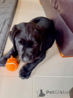 Photo №3. Wunderschöne Labrador-Retriever-Welpen like a in liebevolles new Zuhause. Allemagne