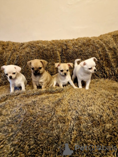 Photo №2 de l'annonce № 133270 de la vente chihuahua - acheter à Allemagne annonce privée