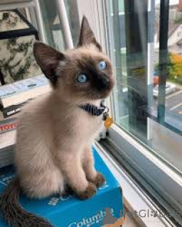 Photo №3. Adorables chatons siamois disponibles à l'adoption.. La finlande