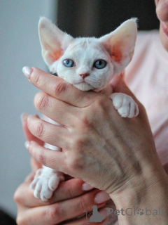 Photo №4. Je vais vendre devon rex en ville de Munich. annonce privée - prix - négocié