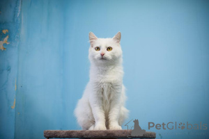 Photo №1.  - à vendre en ville de Khimki | Gratuit | Annonce № 159452