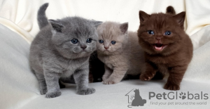 Photo №2 de l'annonce № 133111 de la vente american shorthair - acheter à Algérie annonce privée