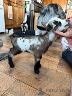 Photo №2 de l'annonce № 161734 de la vente  - acheter à USA 