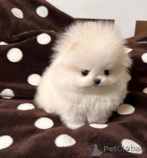 Photo №4. Je vais vendre  en ville de Varsovie.  - prix - Gratuit