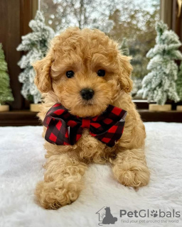 Photo №2 de l'annonce № 123239 de la vente labradoodle - acheter à La Grande-Bretagne annonce privée