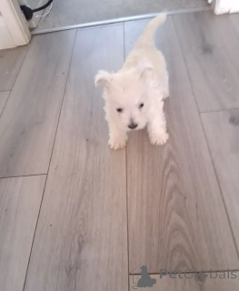 Photo №2 de l'annonce № 166522 de la vente west highland white terrier - acheter à La Grande-Bretagne 