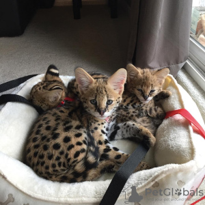 Photos supplémentaires: chatons ocelot , serval et caracal disponibles