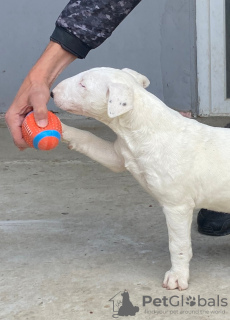 Photo №4. Je vais vendre bull terrier en ville de Бачка-Паланка. éleveur - prix - négocié