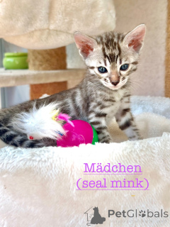 Photo №3. Beau bengalkitten dans des couleurs rares. Allemagne