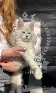 Photo №3. Alfa. USA