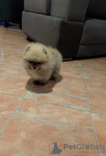 Photo №4. Je vais vendre spitz nain en ville de Belgrade.  - prix - négocié