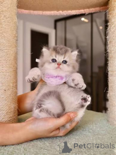 Photo №1. british shorthair - à vendre en ville de Faire un tour | négocié | Annonce № 173770