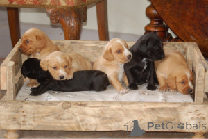 Photo №1. cocker spaniel anglais - à vendre en ville de Neukirchen am großvendiger | 770€ | Annonce №178535