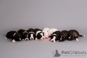 Photo №2 de l'annonce № 126750 de la vente american staffordshire terrier - acheter à La croatie 