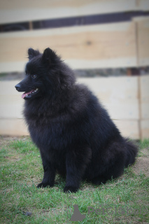 Photo №4. Je vais vendre spitz allemand en ville de Varsovie. de la fourrière - prix - 1000€