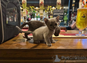 Photo №1. burmese - à vendre en ville de Jaworzno | 350€ | Annonce № 178683