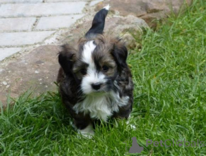 Photo №2 de l'annonce № 161189 de la vente bolonka - acheter à Allemagne 