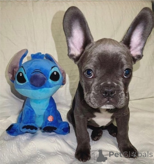 Photo №4. Je vais vendre bouledogue en ville de Flemalle. annonce privée - prix - 1000€