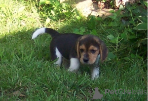 Photo №1. beagle - à vendre en ville de De Haan | négocié | Annonce №170512