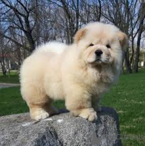 Photo №1. chow-chow - à vendre en ville de Calgary | négocié | Annonce №168780