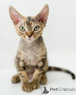 Photo №1. devon rex - à vendre en ville de Aizlingen | 450€ | Annonce № 157702