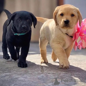 Photo №1. labrador retriever - à vendre en ville de Gottskär | négocié | Annonce №170448