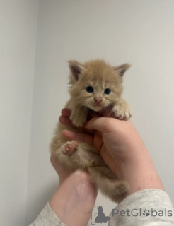 Photo №3. Maine-Coon-Kätzchen. Allemagne