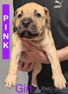 Photo №1. chien bâtard - à vendre en ville de Vol | 775€ | Annonce №161555